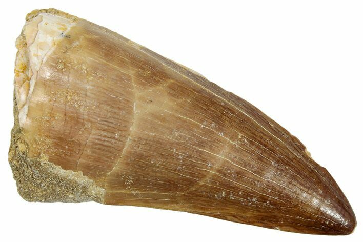 Fossil Mosasaur (Prognathodon) Tooth - Morocco #249640